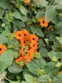 Thunbergia alata image
