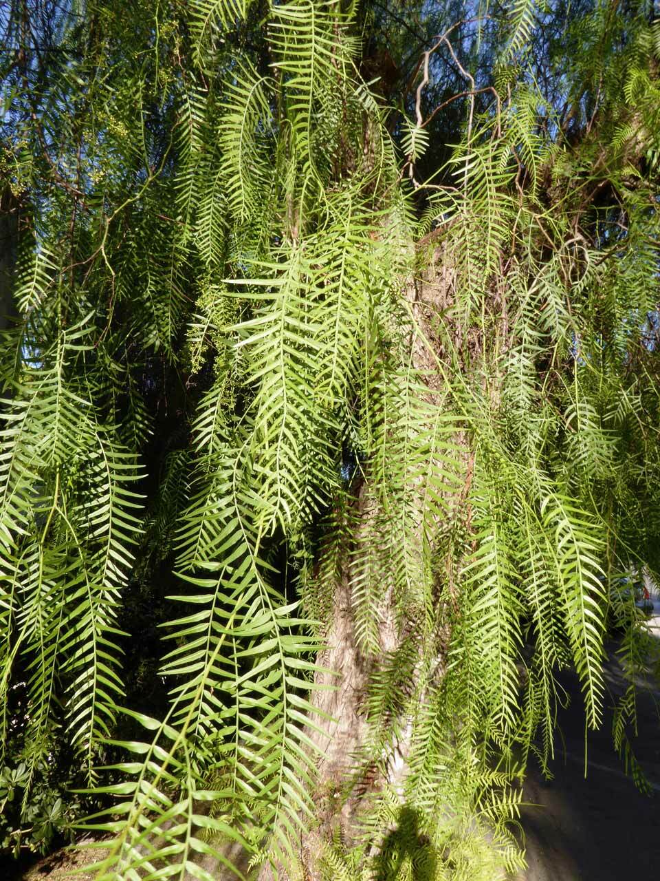 Anacardiaceae image