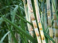 Media resource of Saccharum officinarum