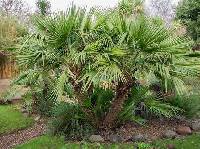 Media resource of Chamaerops humilis