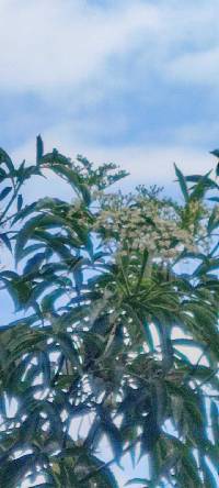 Media resource of Sambucus nigra