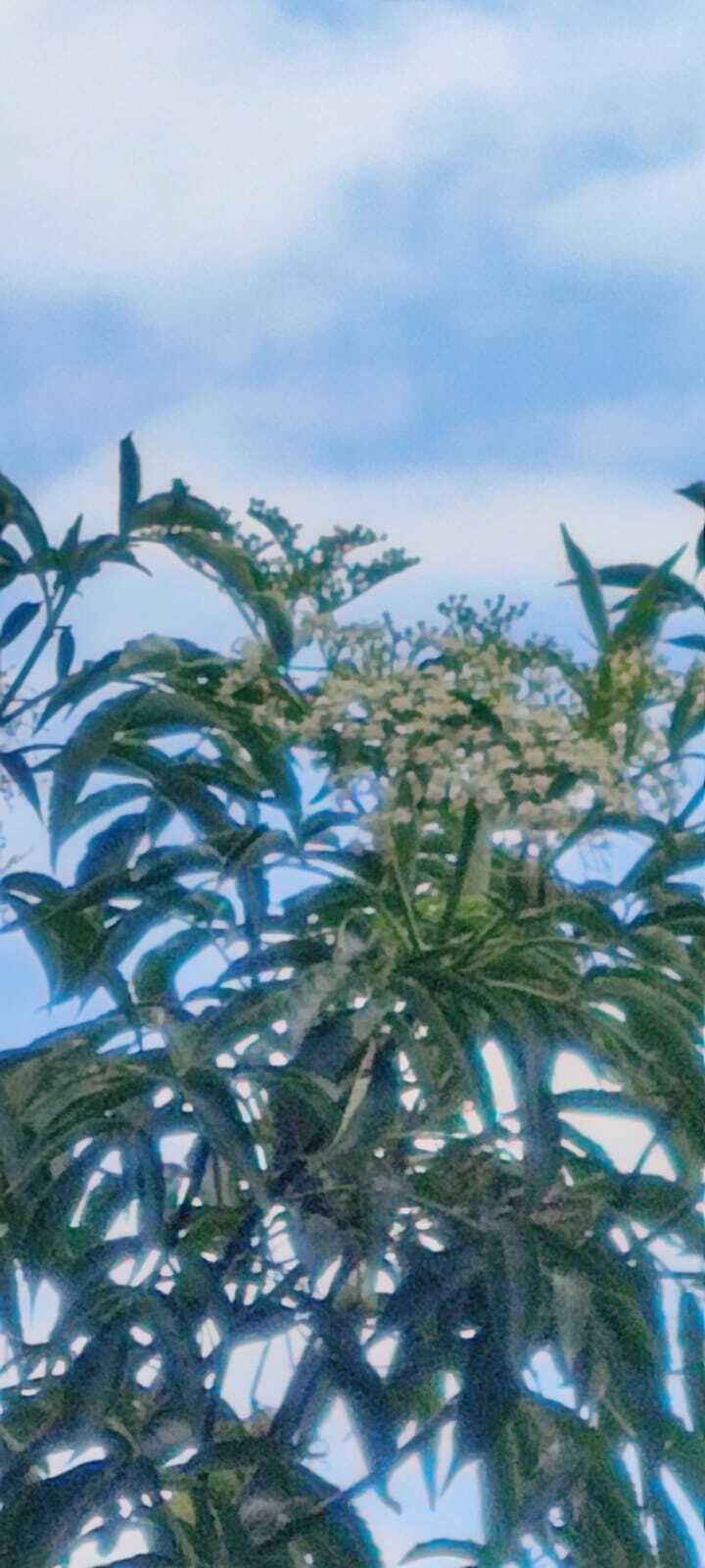 Sambucus image