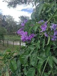 Solanum wendlandii image