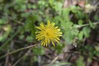 Taraxacum officinale image