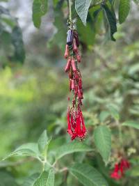 Media resource of Fuchsia boliviana