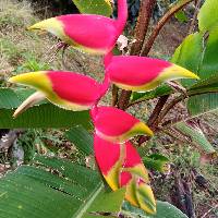 Heliconia rostrata image