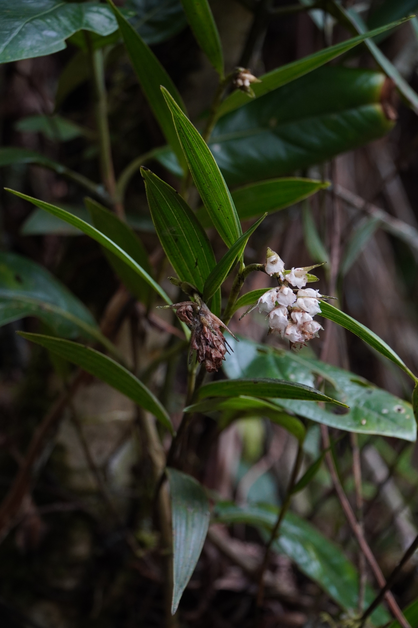 Elleanthus image
