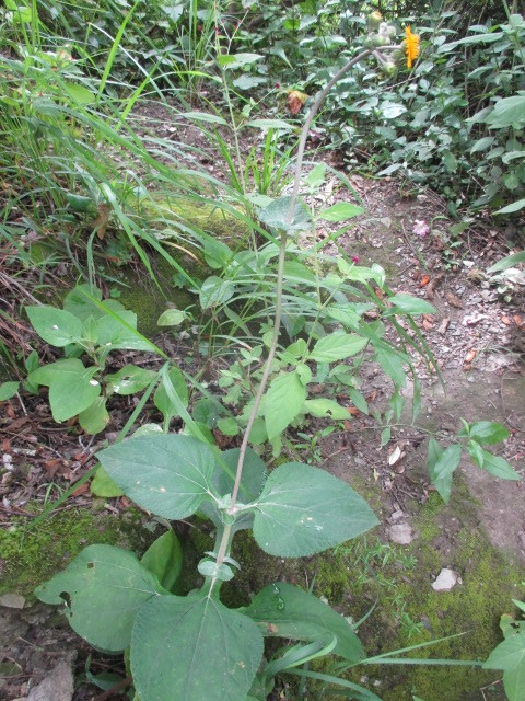 Liabum grandiflorum image