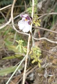 Media resource of Caucaea nubigena