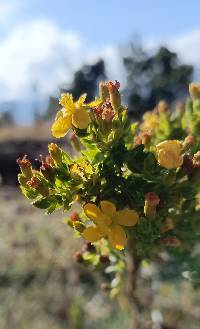 Media resource of Hypericum quitense