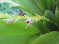 Acianthera tricarinata image