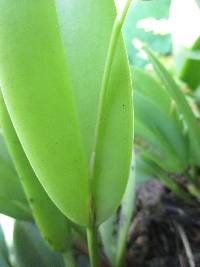 Acianthera tricarinata image