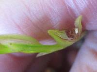 Acianthera tricarinata image