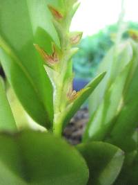 Acianthera tricarinata image