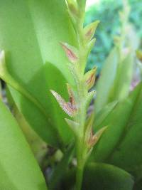 Acianthera tricarinata image
