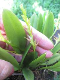 Acianthera tricarinata image