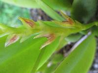 Acianthera tricarinata image
