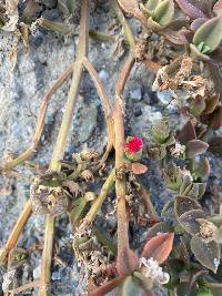Media resource of Mesembryanthemum cordifolium