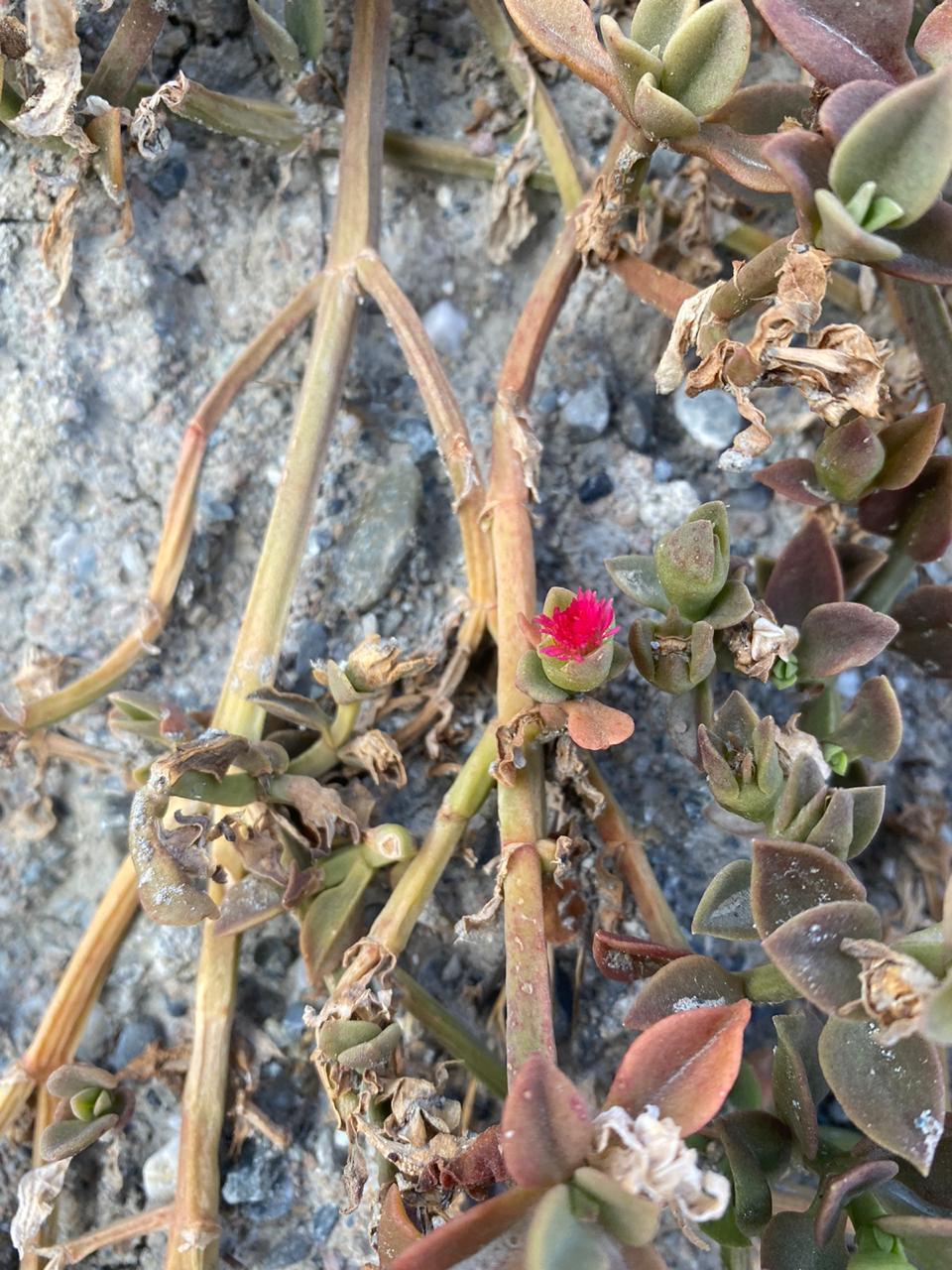 Mesembryanthemum cordifolium image