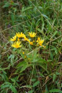 Media resource of Munnozia senecionidis