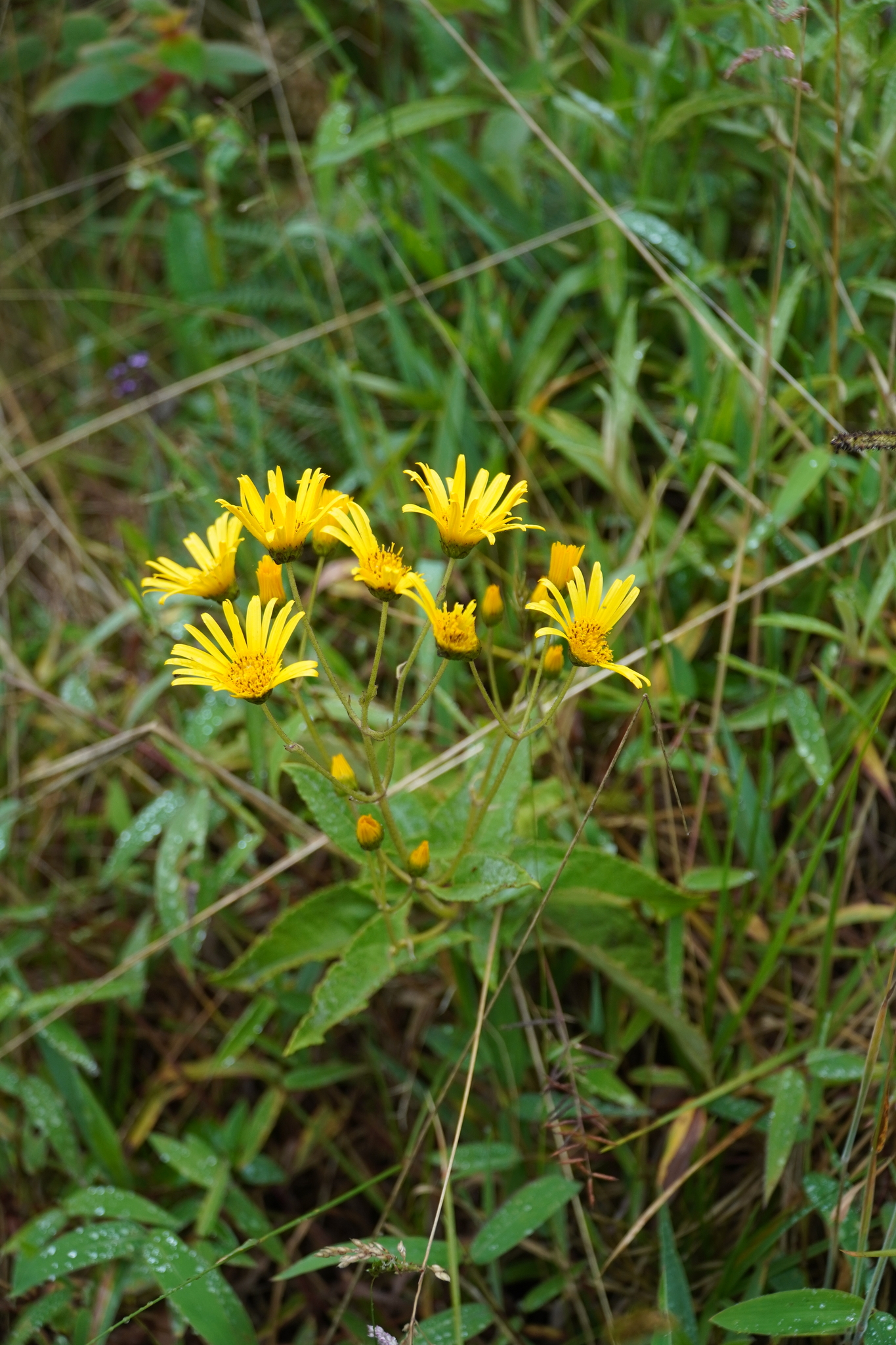 Munnozia senecionidis image