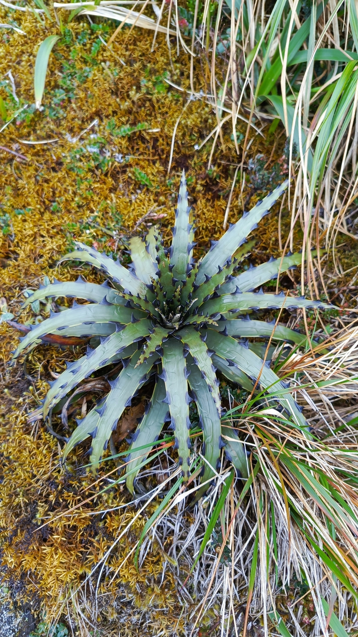 Puya cuevae image