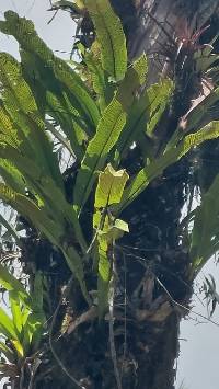 Media resource of Niphidium crassifolium