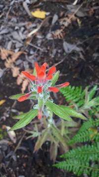 Media resource of Castilleja arvensis