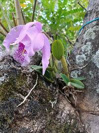 Media resource of Cattleya maxima