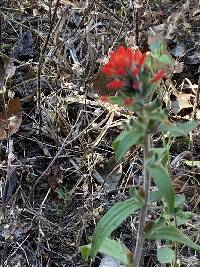 Castilleja arvensis image