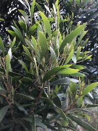 Acacia melanoxylon image