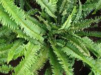 Media resource of Nephrolepis cordifolia