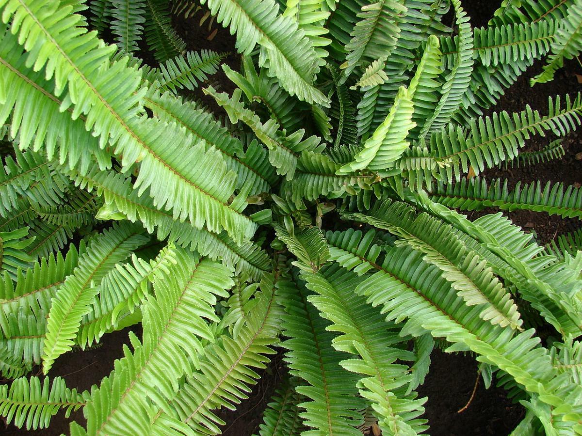 Nephrolepidaceae image