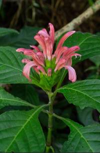 Media resource of Justicia carnea