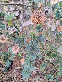 Leonotis nepetifolia image