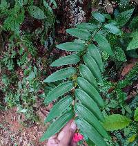 Bomarea distichifolia image