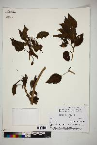 Media resource of Ipomoea pauciflora