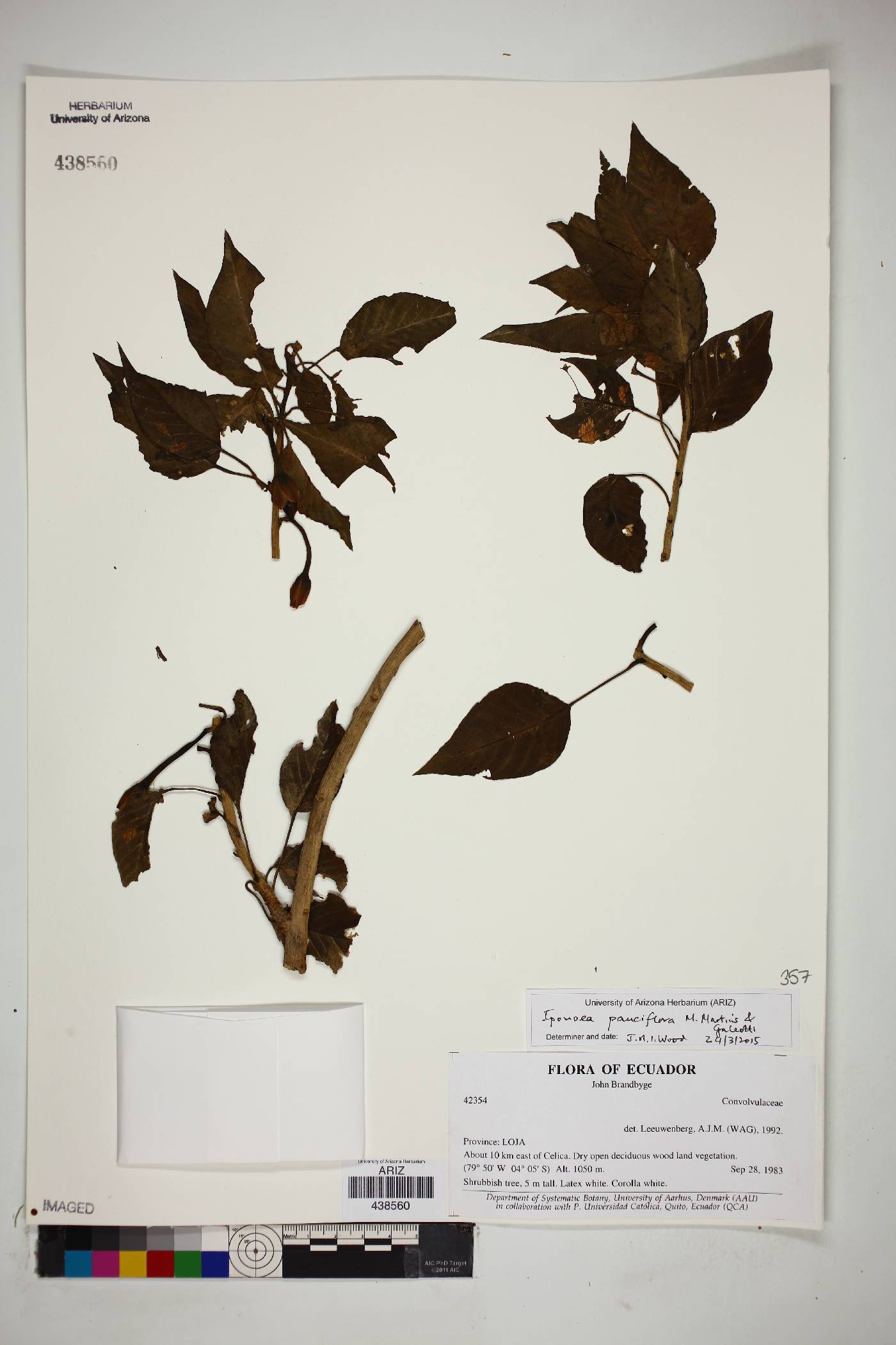 Ipomoea pauciflora image