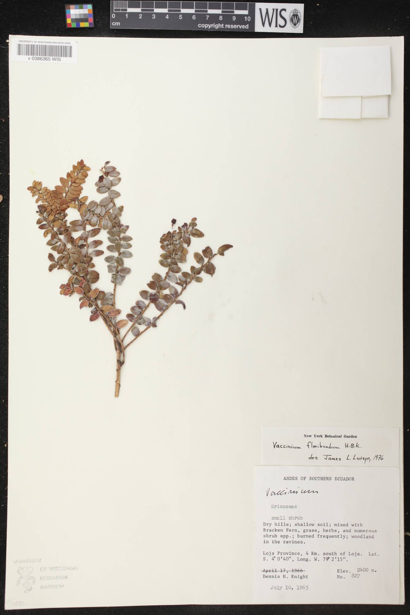 Vaccinium floribundum image