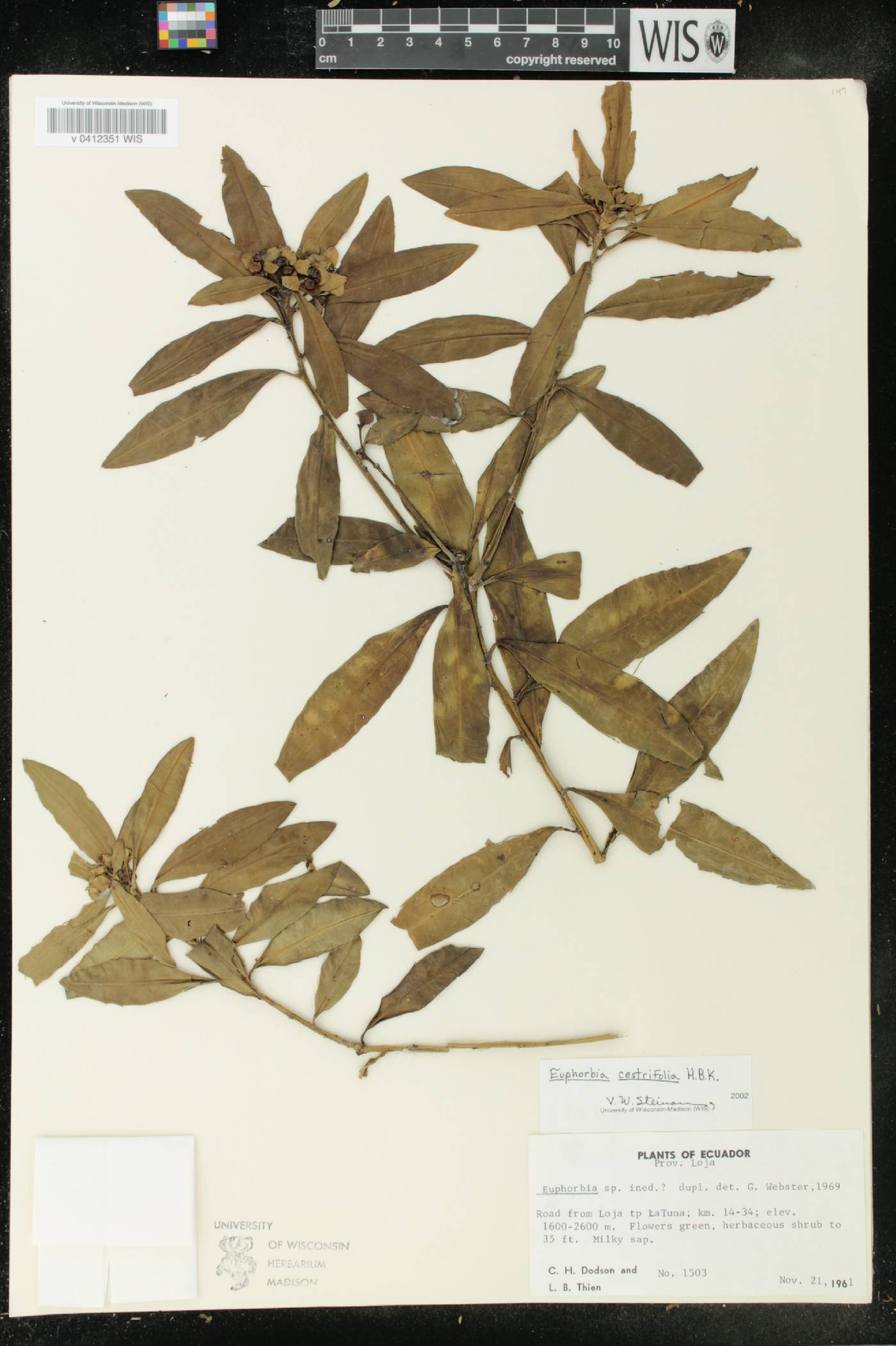 Euphorbia image