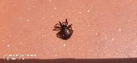 Steatoda nobilis image