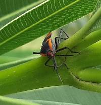 Oncopeltus (Erythrischius) image