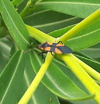 Oncopeltus (Erythrischius) image