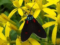 Cyanopepla micans image