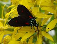 Cyanopepla micans image