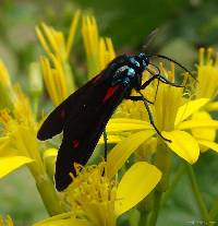Cyanopepla micans image