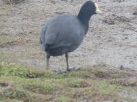 Fulica ardesiaca image