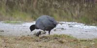 Fulica ardesiaca image