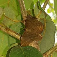 Achlyodes pallida image