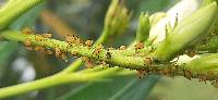 Aphis (Aphis) image